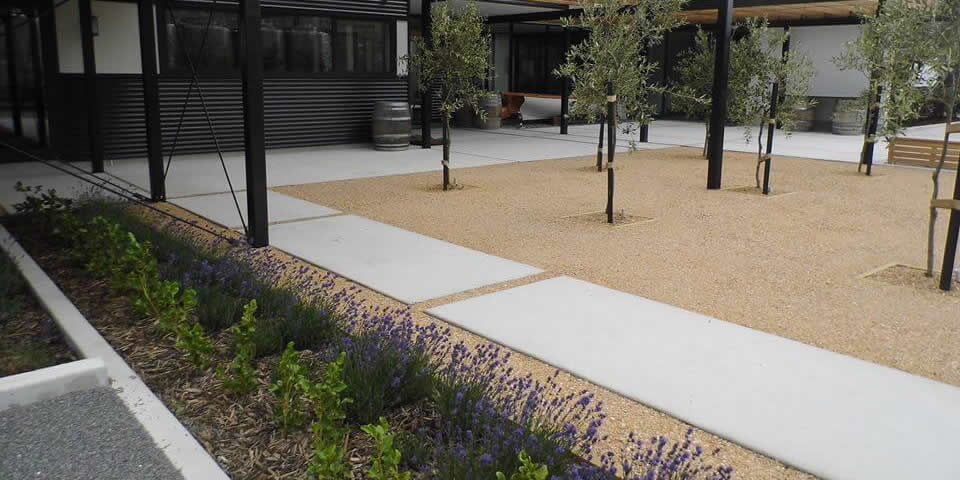 White Haven Winery Lavenders And Dolomite Planted Chip Compacted Around Trees By Marlborough Turf Pro
